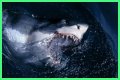 15 Animals Surprisingly More Deadly Than Sharks