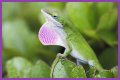 Are Green Anole Lizards Good Pets?