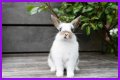 Do rabbits eat caladiums?