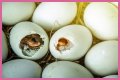 How To Make Bird Eggs?